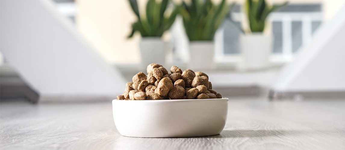 Bowl with dry cat food