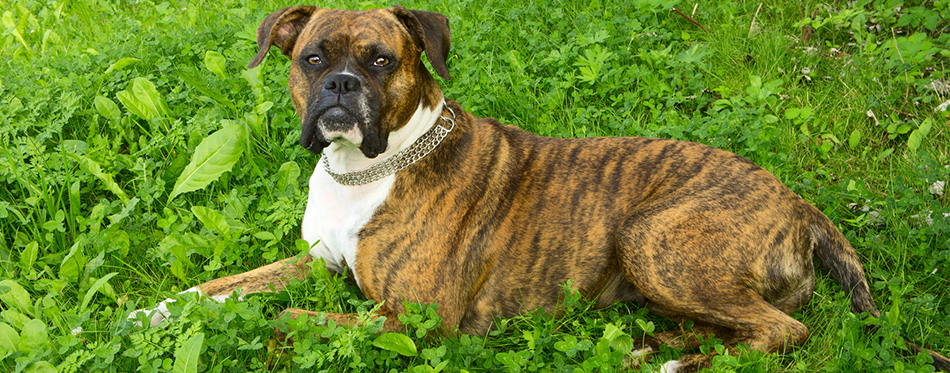 dog breeds with brindle fur