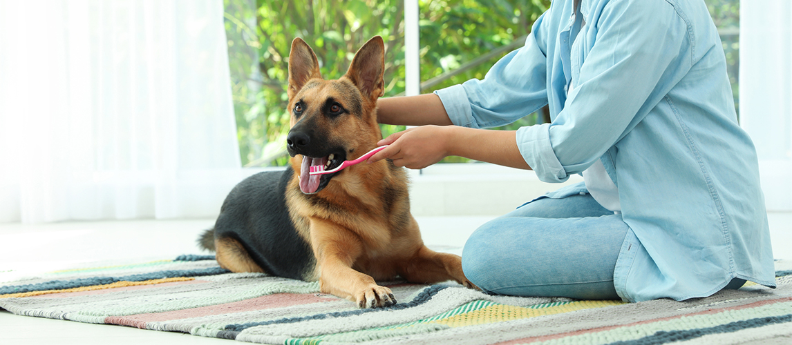 Brushing dog's teeth 