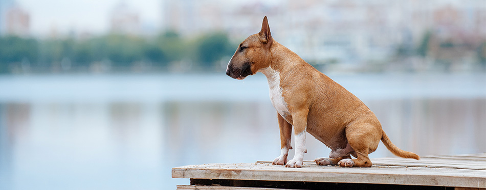 Bull Terrier