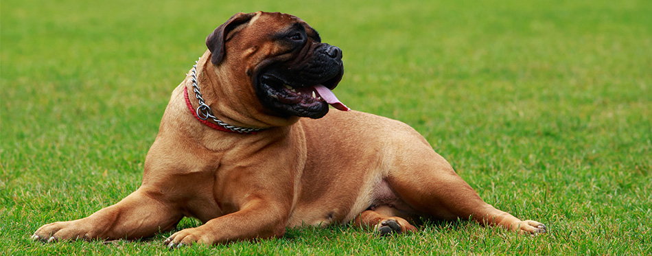 Bullmastiff