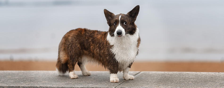 Cardigan Welsh Corgi