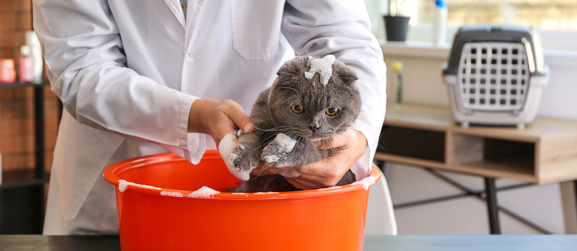 Cat bathing