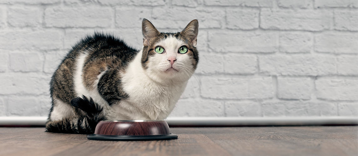 Cat beside a food bowl