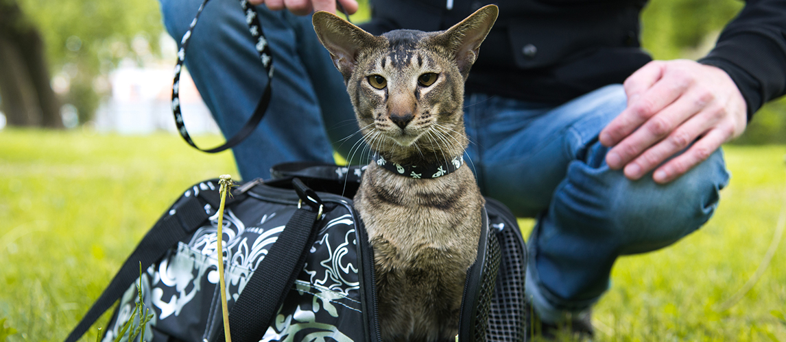 Cat comes out of the carrying case