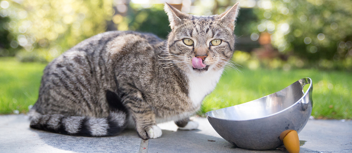 Cat drink water from a bowl