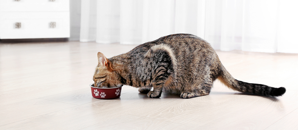 Cat eating at home