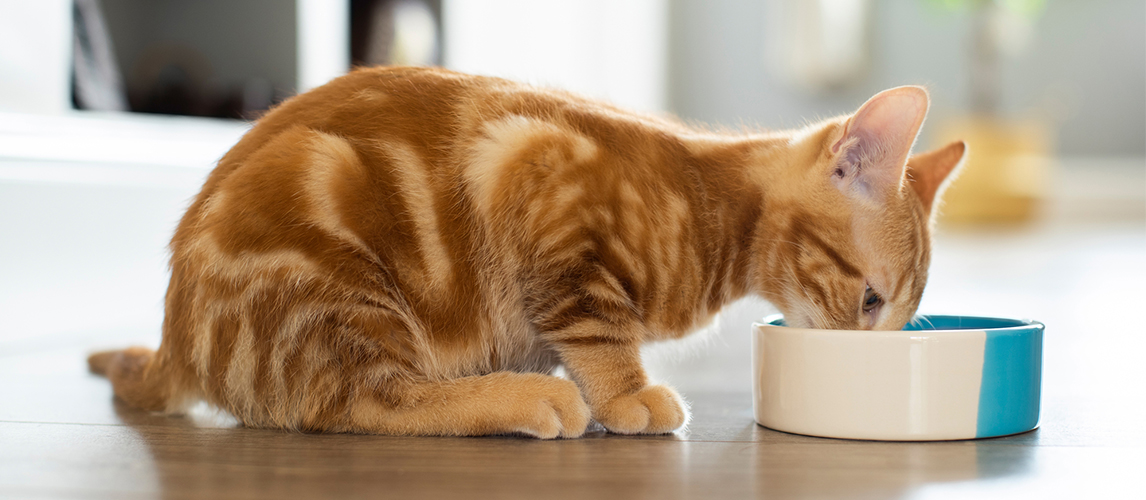 Cat eating food