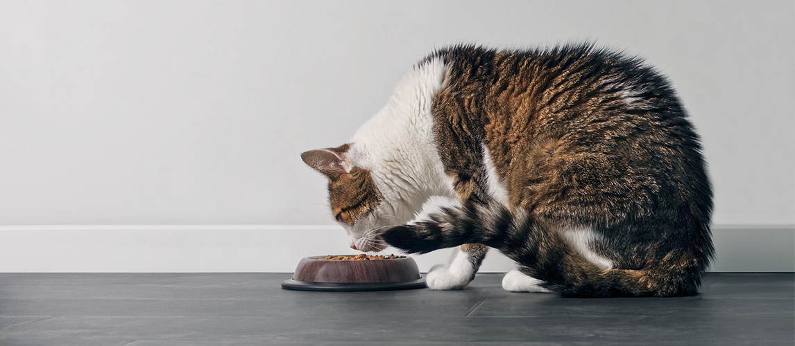 Cat eating food