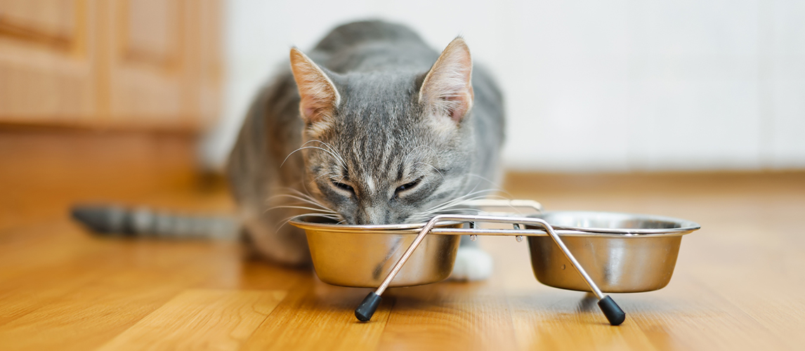 Cat eating food from a plate