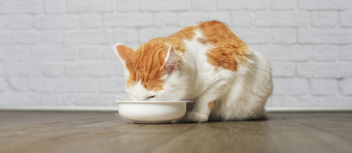 Cat eating from a white food bowl