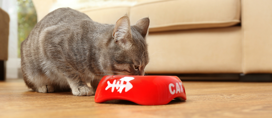 Cat eating treats