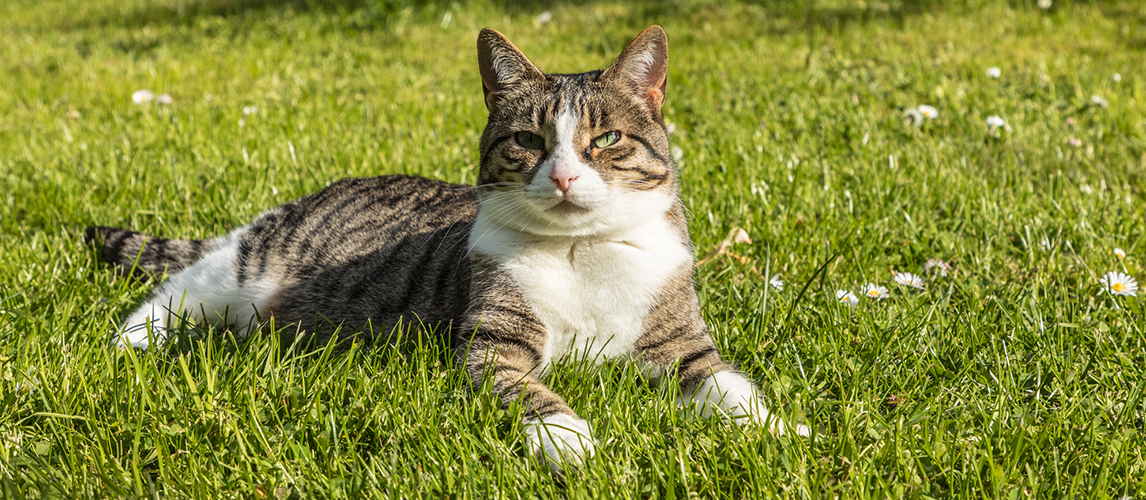 Cat enjoys the green grass