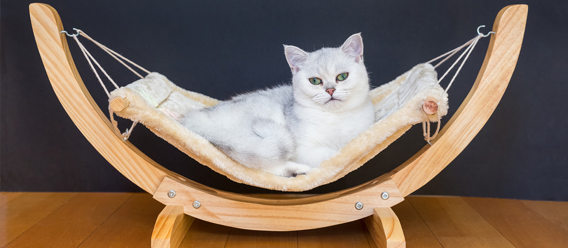 Cat hammock