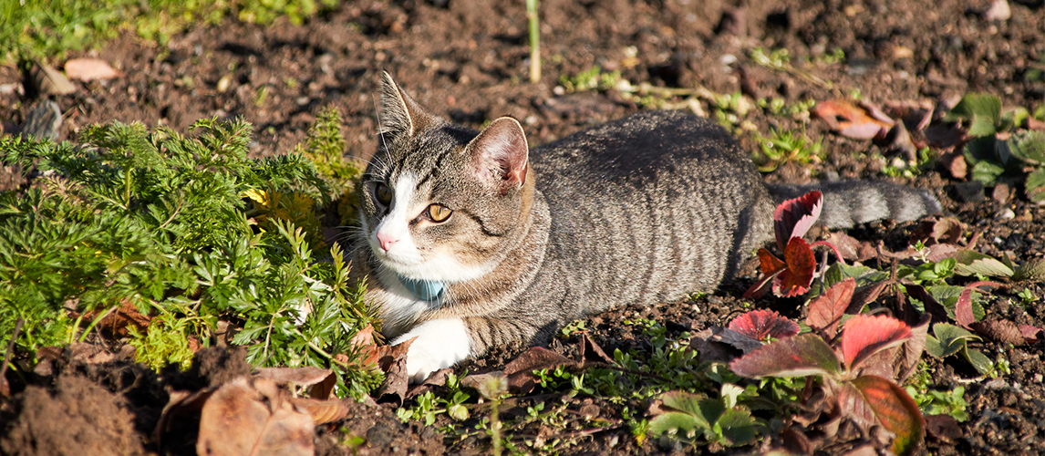 Cat hiding in the garden