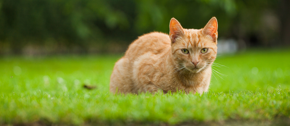 Cat in the garden