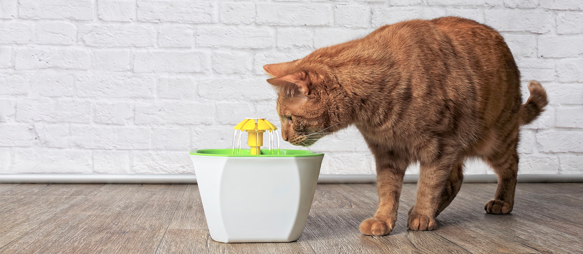 Cat looking curious at the water fountain