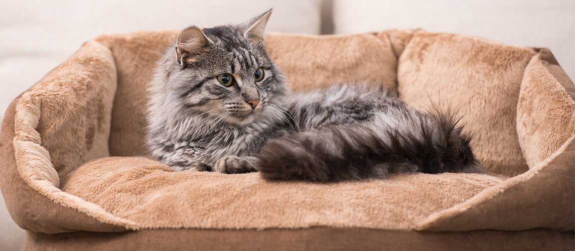 Cat lying on the bed