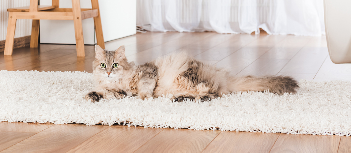 Cat lying on the carpet