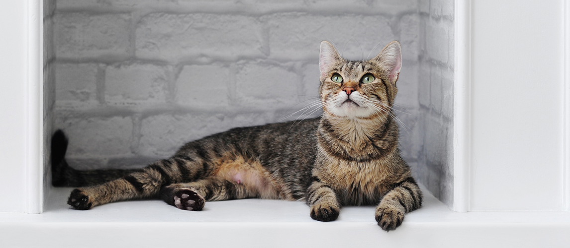 Cat lying on the wall