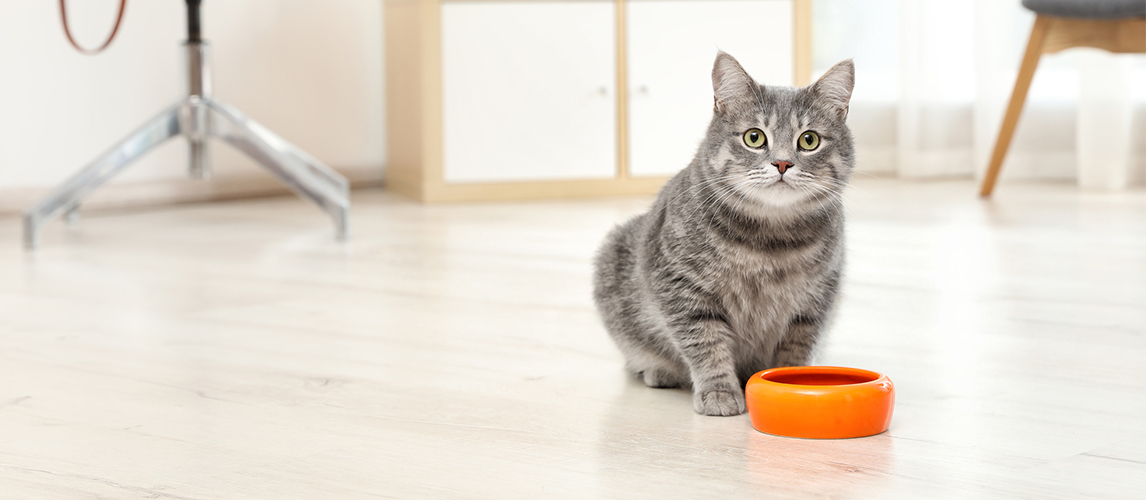 Cat near bowl of food