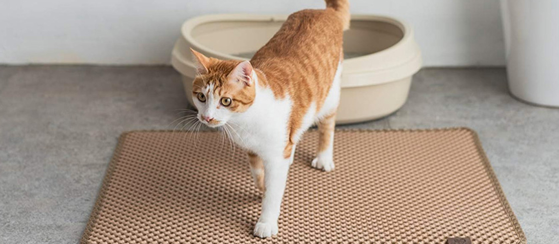 Cat on Litter Mat