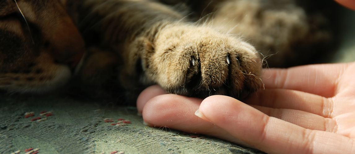 Cat paw on human hand