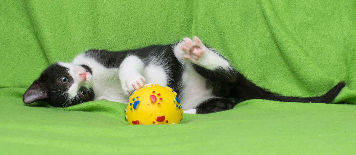 Cat playing with a ball
