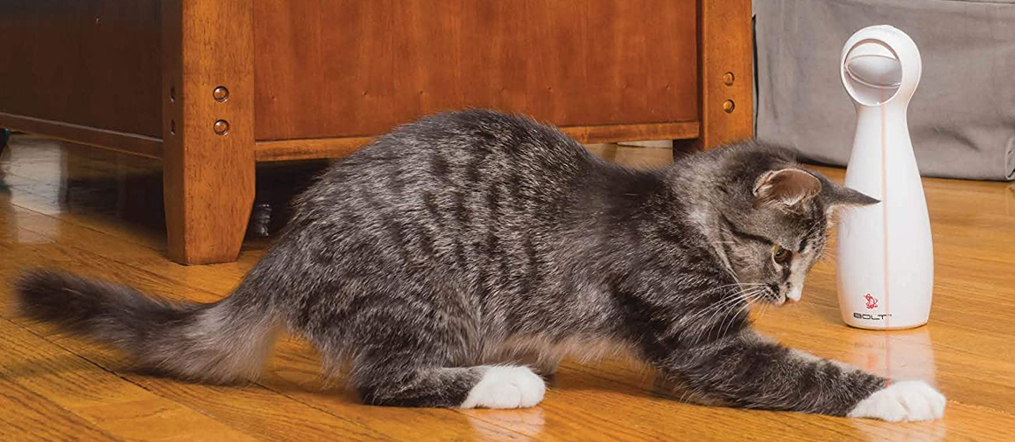 Cat playing with a laser toy