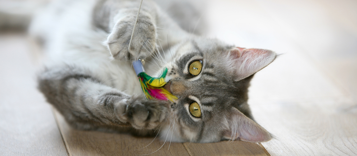 Cat playing with a toy