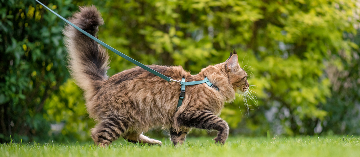 Cat walking in the park