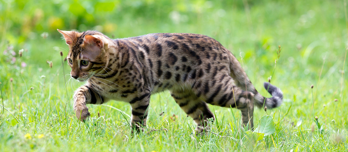 Cat walking on the grass