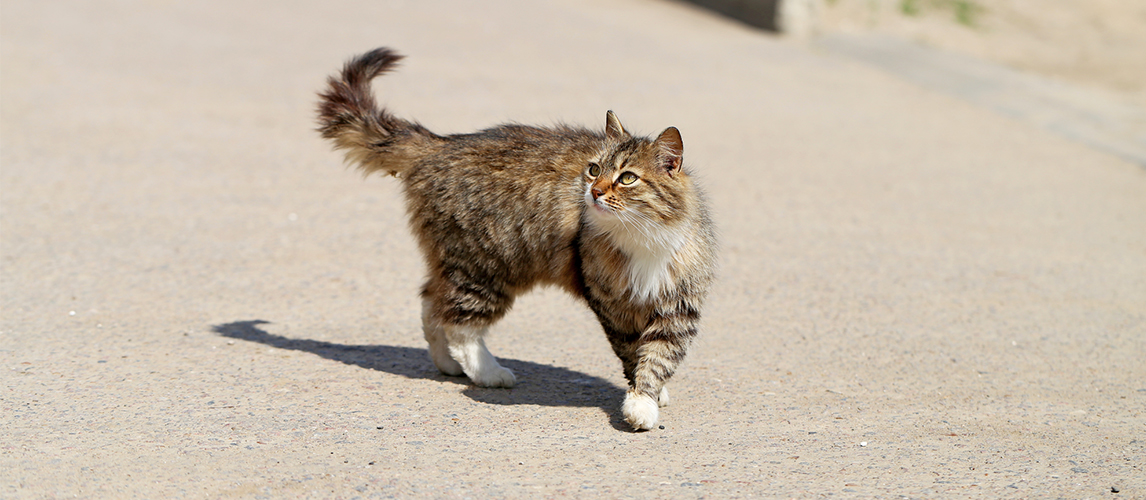 Cat walking