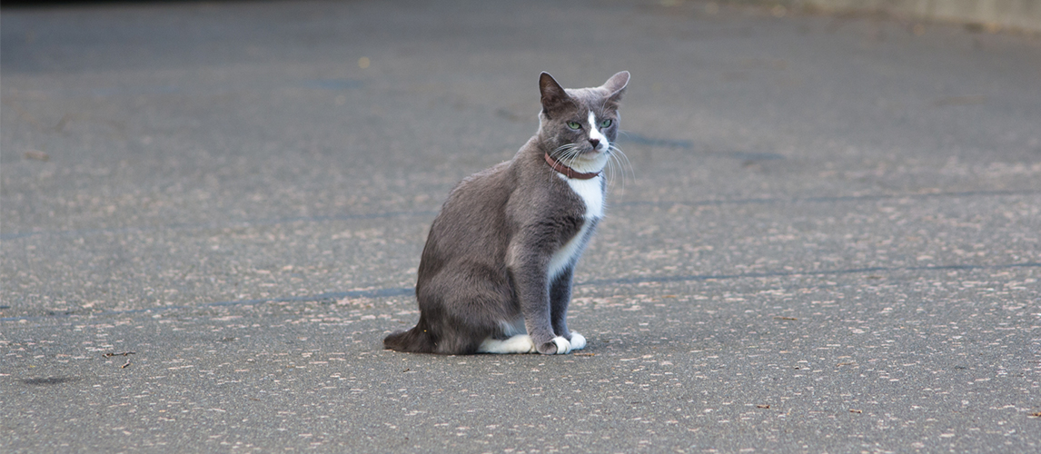 Cat with flea collar