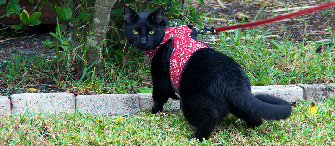 Cat with harness