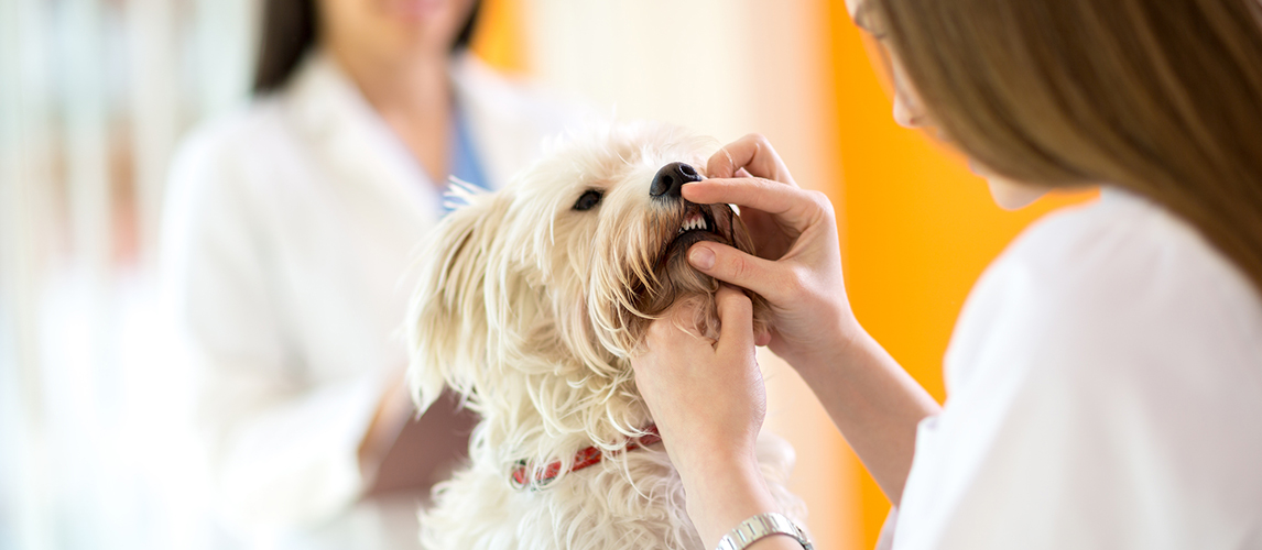 Checking teeth of Maltese dog 