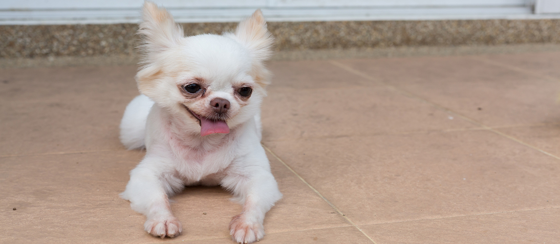 Chihuahua dog lying