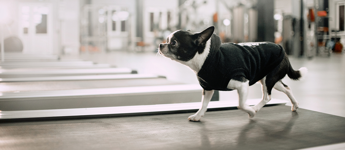 Chihuahua dog on a treadmill 