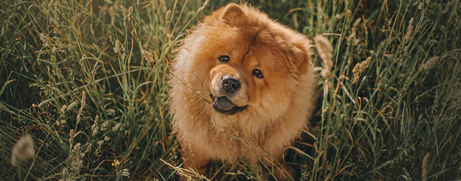 Chow Chow