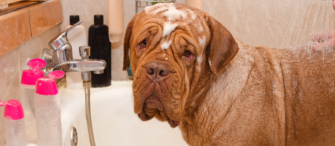 Cleaning the Dog of Dogue De Bordeax Breed in bath.