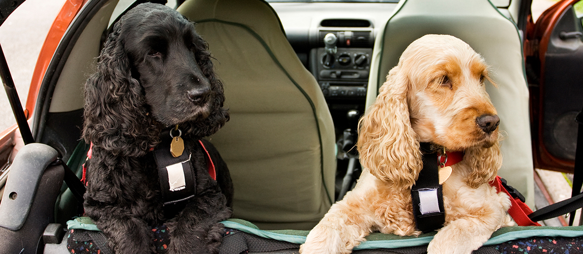 Cocker Spaniel dogs