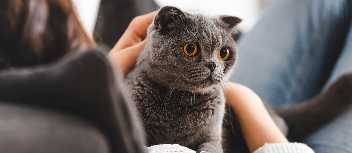 Cropped view of woman lying on sofa with scottish fold cat