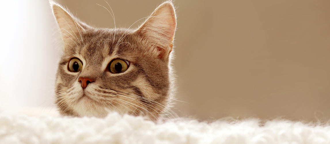 Cute cat on couch