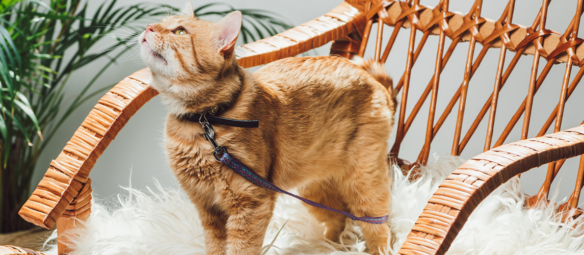 Cute domestic ginger cat with leash standing on rocking c