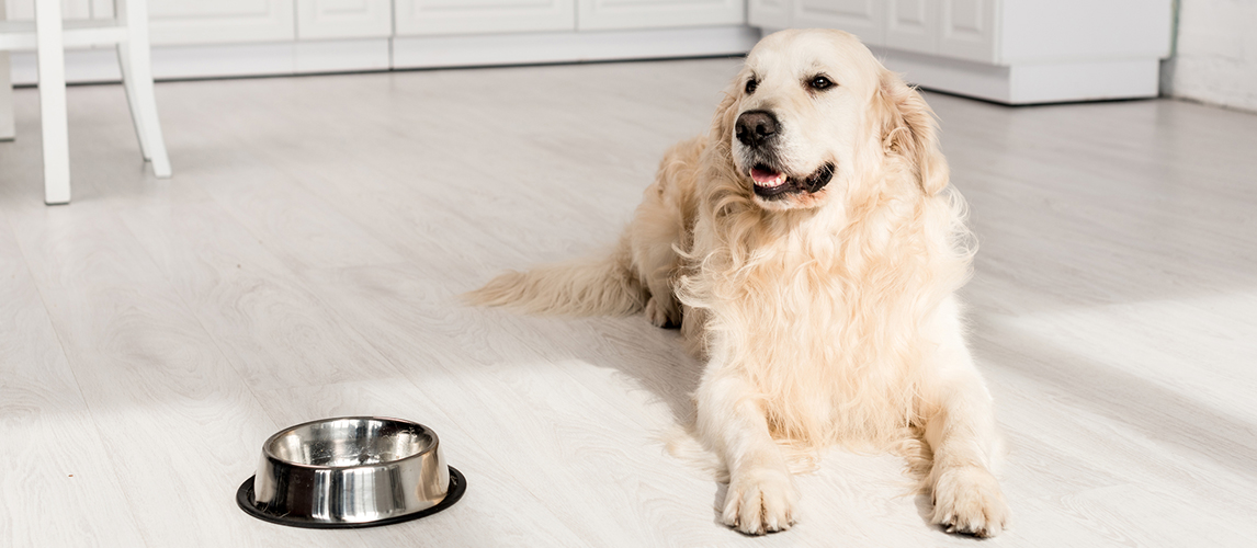 Cute golden retriever lying on floor with metal bowl