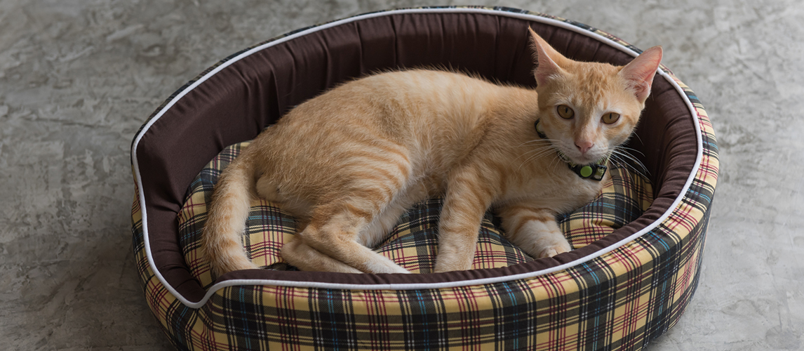 Cute kitty lay dawn in his cozy bed 