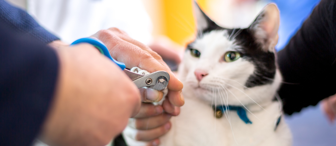 Cutting cats claws in vet ambulant 