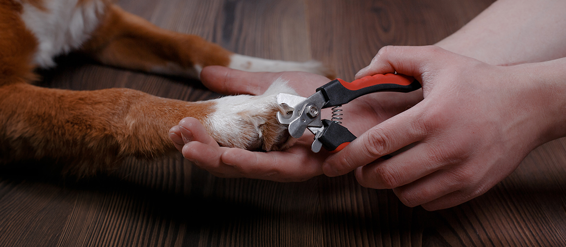 Cutting dog claws