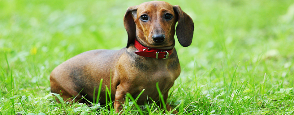 Dachshund