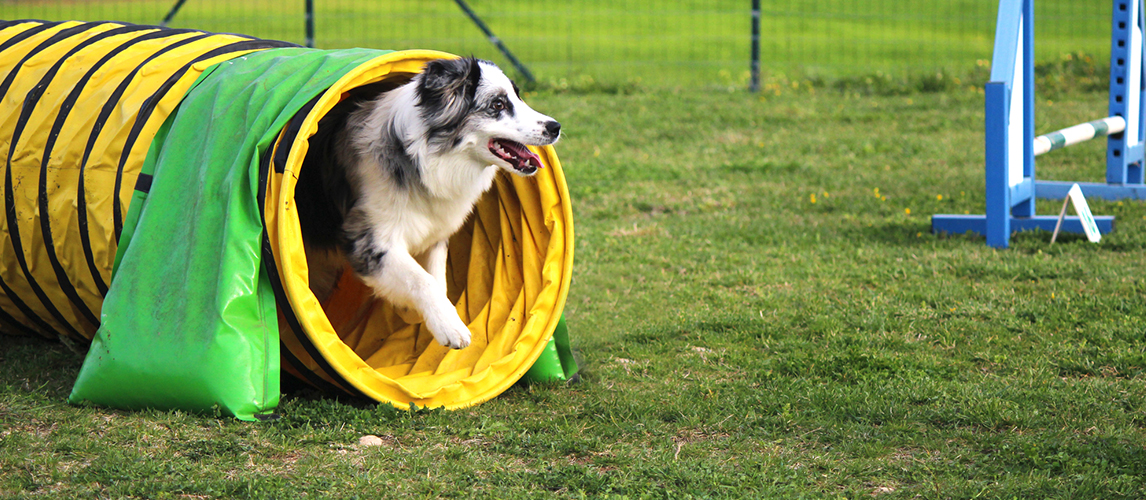 Dog agility tunnel